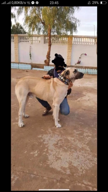 Chien kangal كنغال 