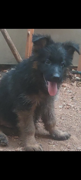 Berger Allemand