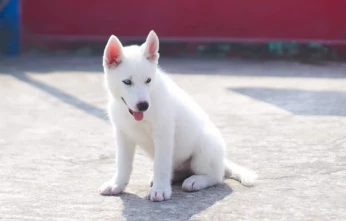 Husky blanc chiot