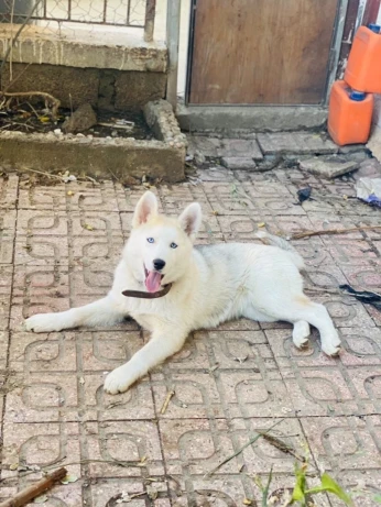 Husky sebirien pure race
