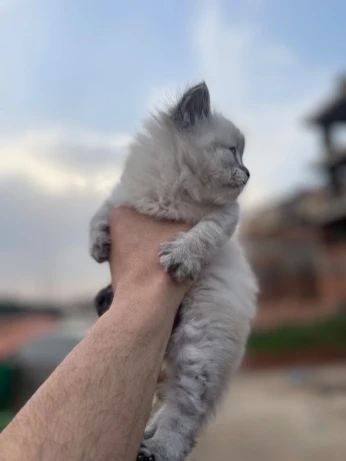 Chat persan monn face
