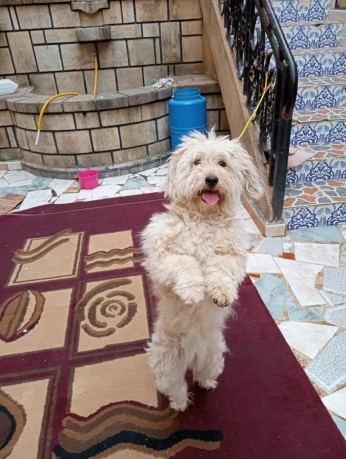 Caniche