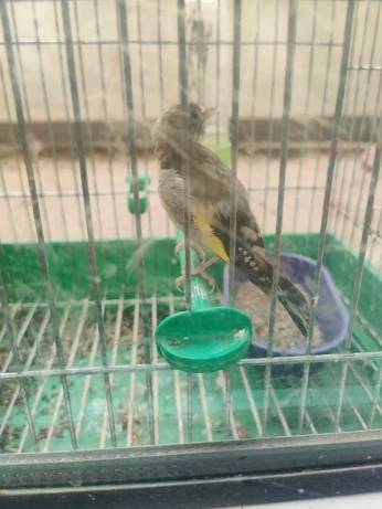 Jeune chardonneret مقنين فرخ