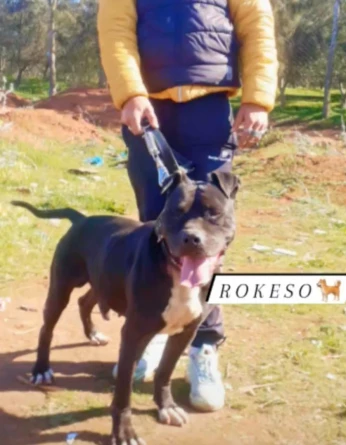 Pitbull mâle
