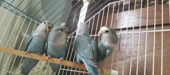 inseparables