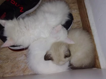 Himalayenne 