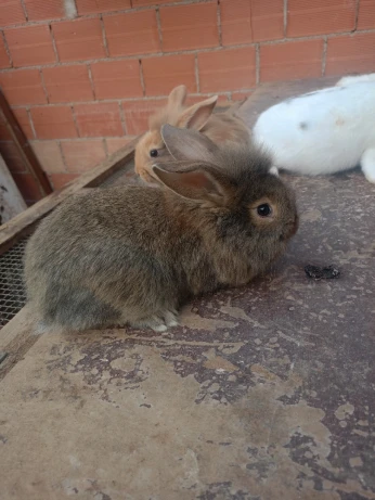 LAPINS A VENDRE