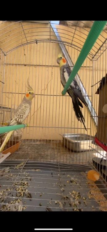 Couple calupsit