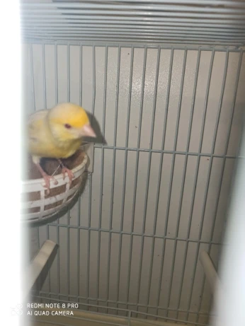 Oiseaux liquidation