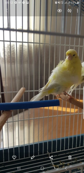 Canaris frisé femelle 2021