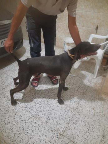 chien chasse braque allemand