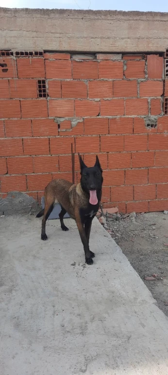 chienne Malinois de pure race