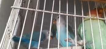 بيع طيور الحب