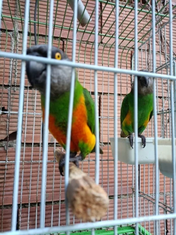 Youyou Senegal couple