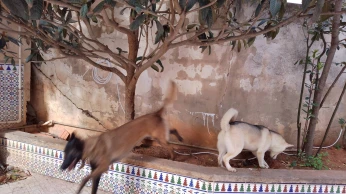 Chienne husky et malinois