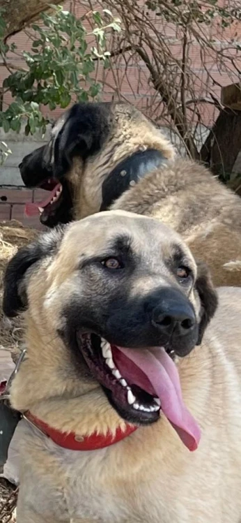 kangal turc