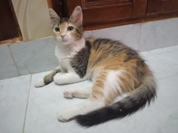 قسنطينة