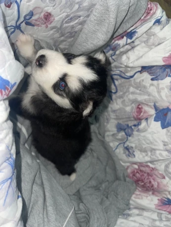 Husky malamute
