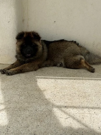 Chowchow