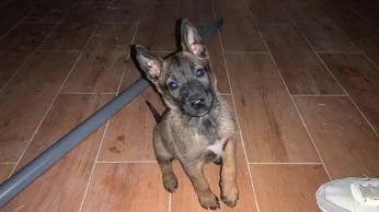 Femelle malinois masque noir charbonner , Numéro de téléphone
