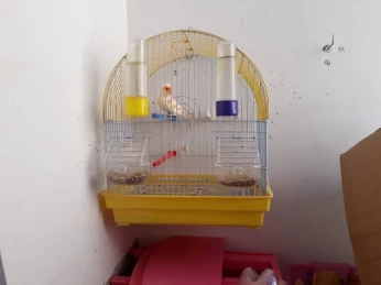 Canari