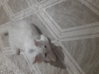 قطة منزلية بوقوصة للبيع