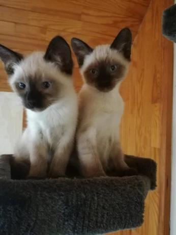 Chaton siamois pure race