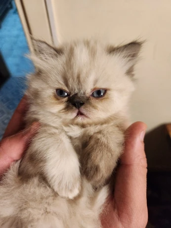 Chat persan femelle pure race