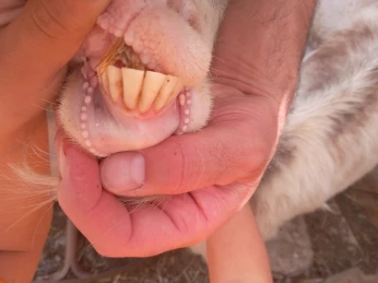 Vend chevre avec 2 mal