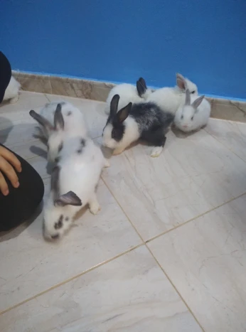 7 ارانب للبيع