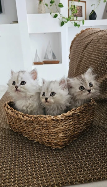 Chats persans