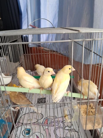 16 Canaris Hepe et Ordinaire 2 a 4 mois Avendre en gros