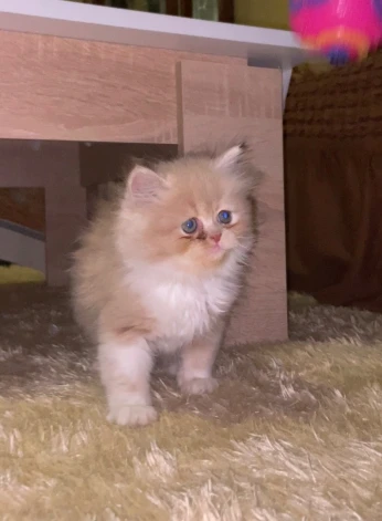 Chat persan femelle