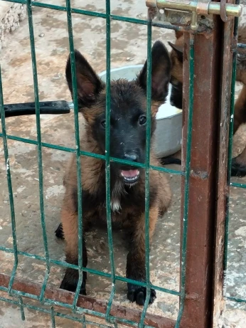 Malinois