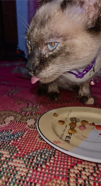 Chat siamois