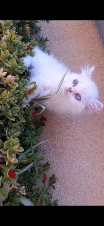 Chat female shirazzi age 2 mois