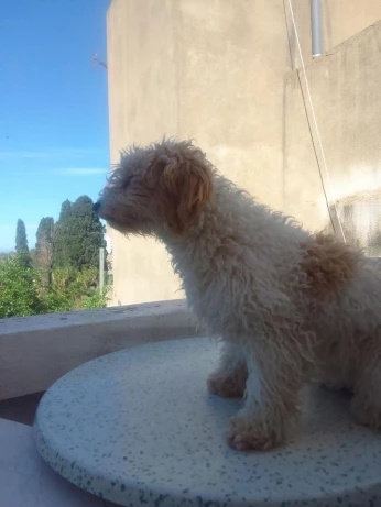 Caniche