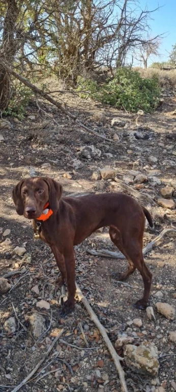 Chien de chasse