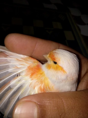 Canari femmelle mouzaique rouge