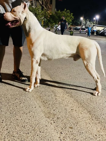 Dog Argentin femelle