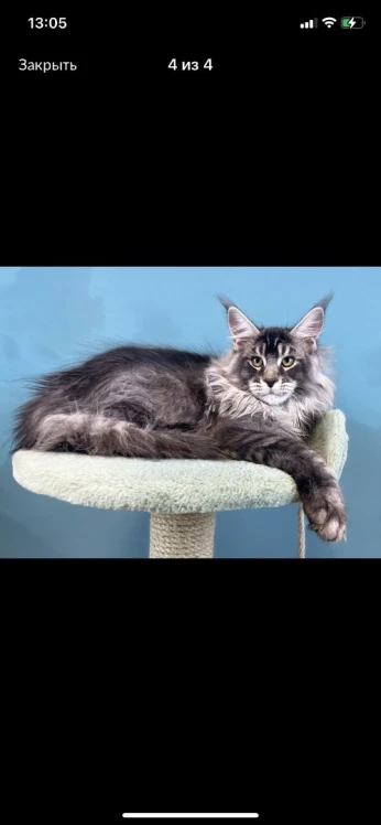 Maine coon