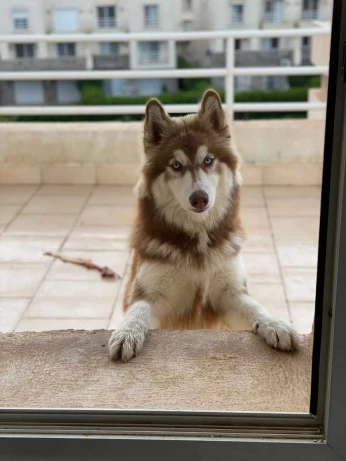 Chien Husky à vendre