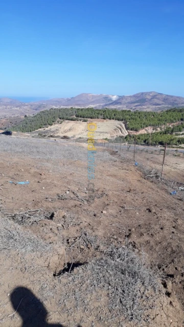 Vente Terrain Tlemcen Souahlia 2