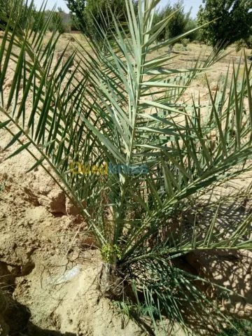 Vente Terrain Agricole Biskra Biskra 17