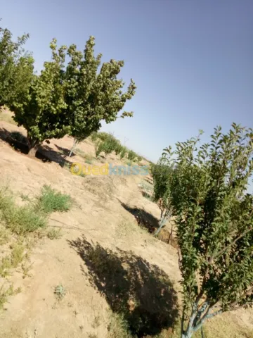Vente Terrain Agricole Biskra Biskra 21