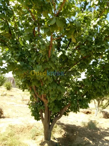 Vente Terrain Agricole Biskra Biskra 25