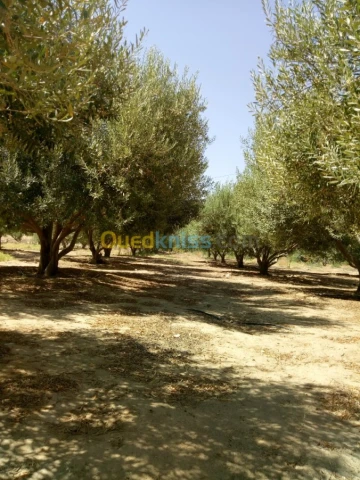 Vente Terrain Agricole Biskra Biskra 6