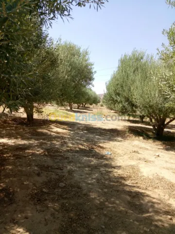 Vente Terrain Agricole Biskra Biskra 5