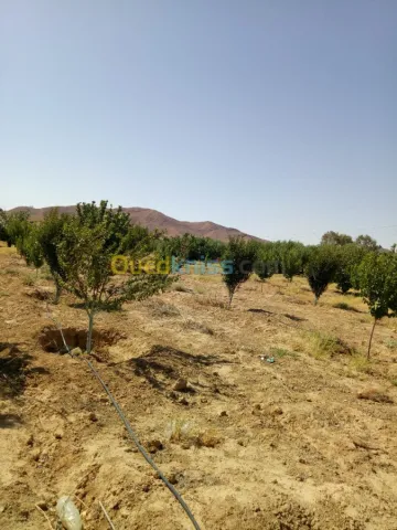 Vente Terrain Agricole Biskra Biskra 3
