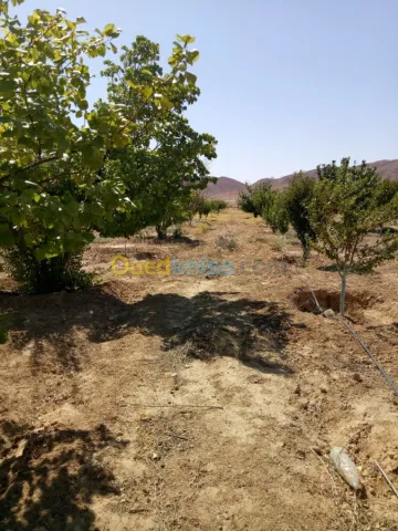 Vente Terrain Agricole Biskra Biskra 4